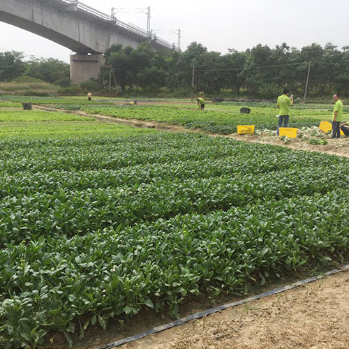 雲南基地種植基地深圳市香蕉视频软件下载安装農產品實業有限公司