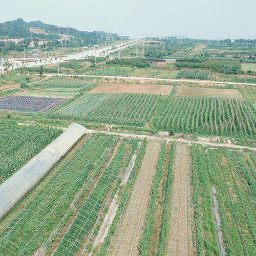 雲南基地種植基地深圳市香蕉视频软件下载安装農產品實業有限公司