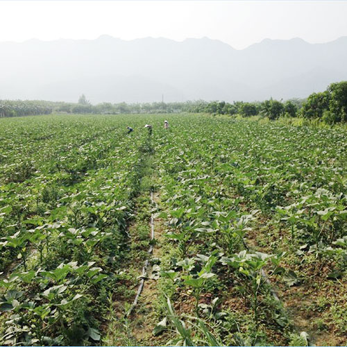 河南濮陽基地種植基地深圳市香蕉视频软件下载安装農產品實業有限公司