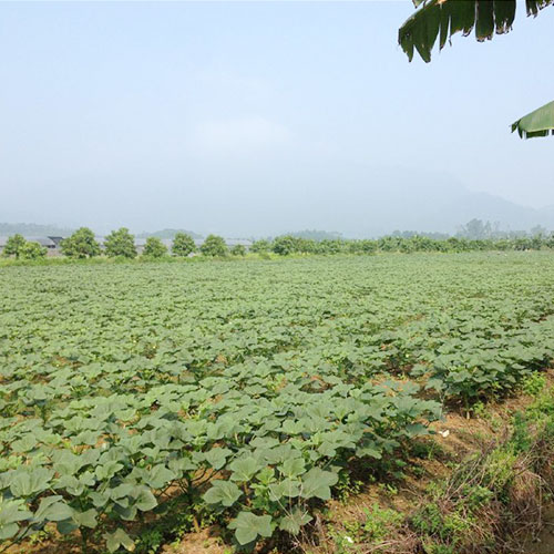 河南濮陽基地種植基地深圳市香蕉视频软件下载安装農產品實業有限公司