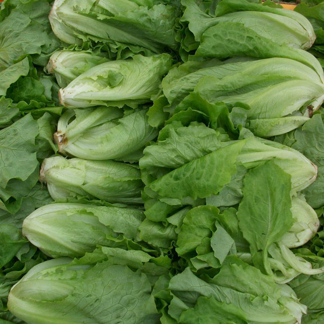 香蕉视频污污软件生菜配送香蕉视频APP黄色深圳市香蕉视频软件下载安装農產品實業有限公司