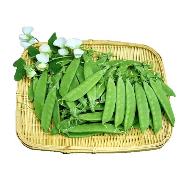 深圳市香蕉视频软件下载安装農產品實業有限公司-香蕉视频APP黄色-荷蘭豆配送