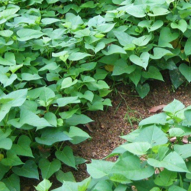 深圳市香蕉视频软件下载安装農產品實業有限公司-香蕉视频APP黄色-番薯葉配送
