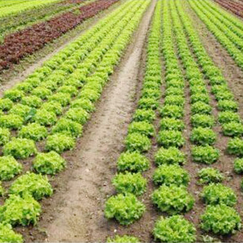 種植基地種植基地深圳市香蕉视频软件下载安装農產品實業有限公司