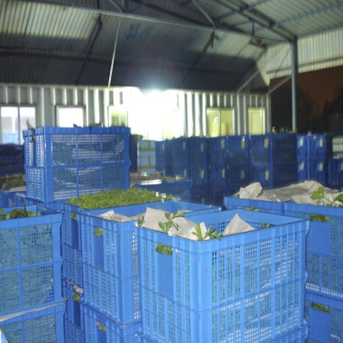 分揀中心2基地倉庫深圳市香蕉视频软件下载安装農產品實業有限公司