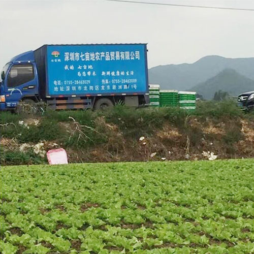 種植基地3種植基地深圳市香蕉视频软件下载安装農產品實業有限公司
